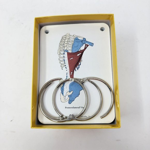 Musculoskeletal Anatomy by Joseph E. Muscolino 2005 Flash Cards - Picture 5 of 10